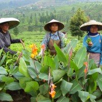 Puncak Pas plantages